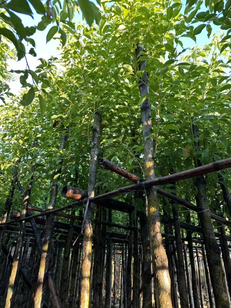 4-20分香樟