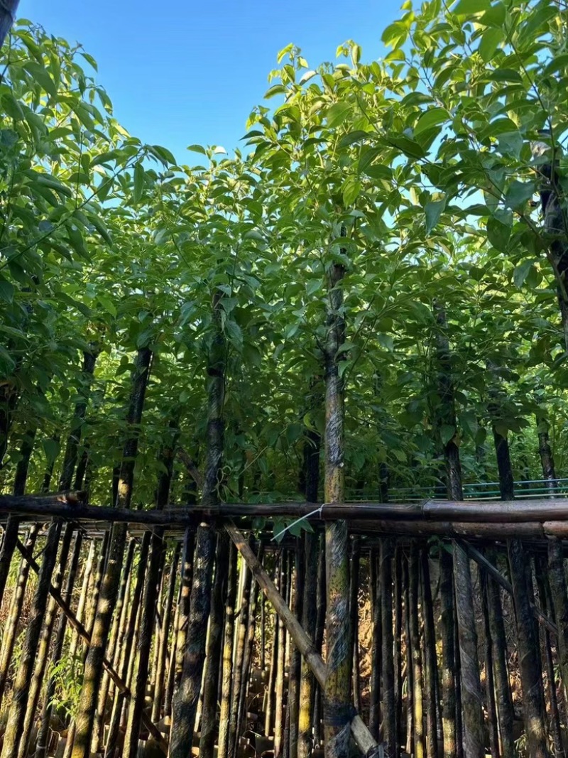 4-20分香樟
