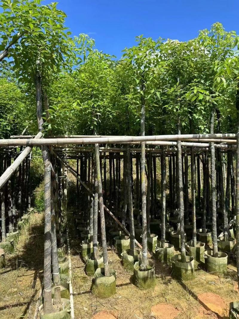 4-20分香樟