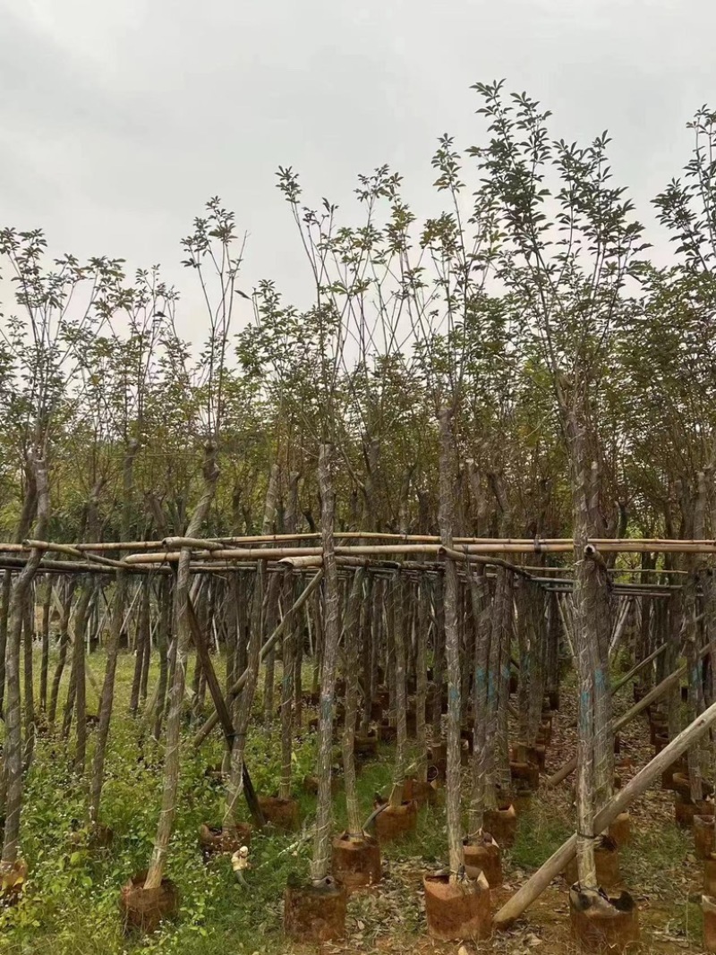 黄花风铃木2-15低价出售