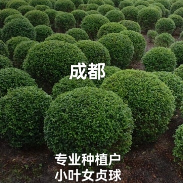 小叶女贞球，成都蜀锦园艺场小叶女贞球，女贞球