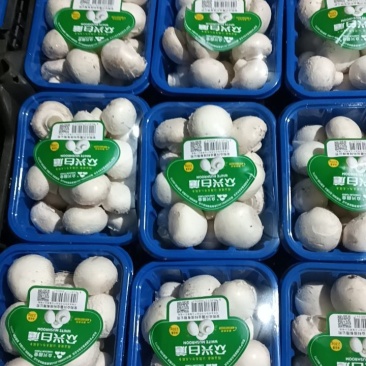 双孢菇