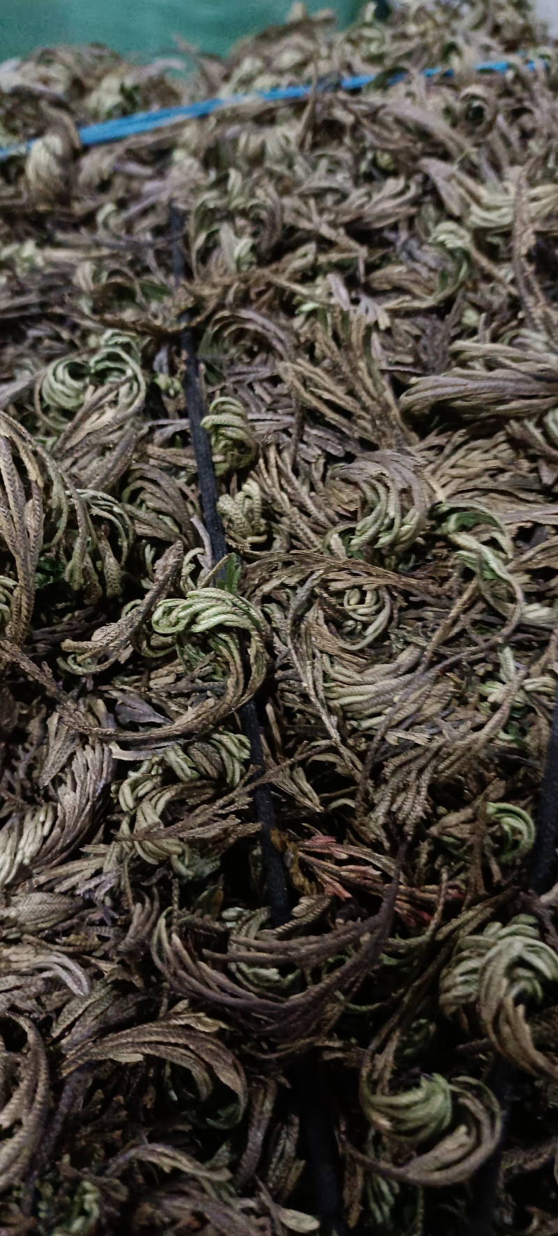 九死还魂草墅生卷柏中药材全国发货量大从优