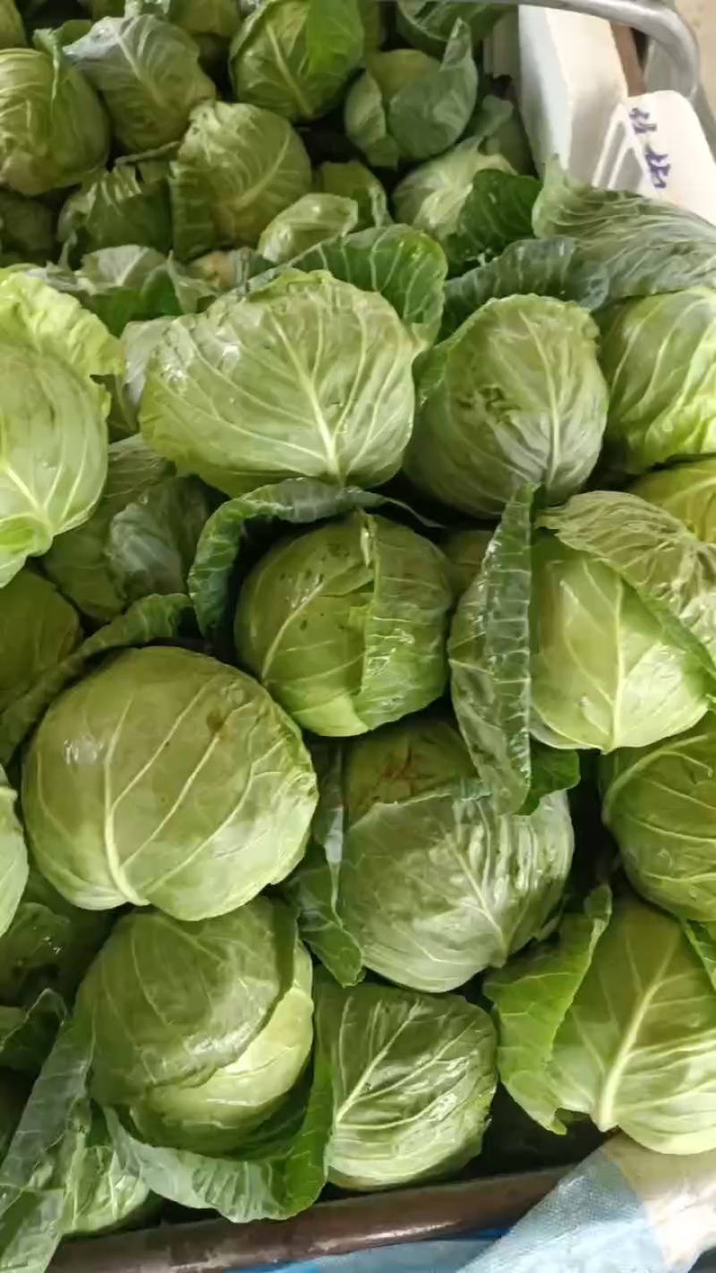 精品甘蓝圆包菜大量上市品质保证一手货源量大从优