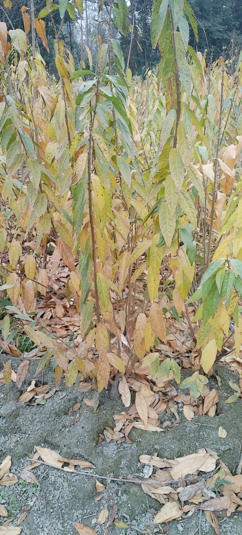 腊梅，成都丛生腊梅，成都腊梅种植户，腊梅笼子