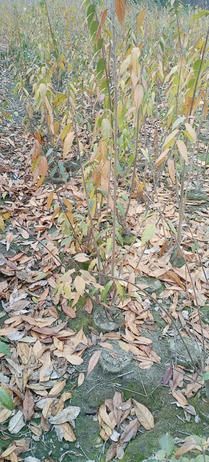 腊梅，成都丛生腊梅，成都腊梅种植户，腊梅笼子