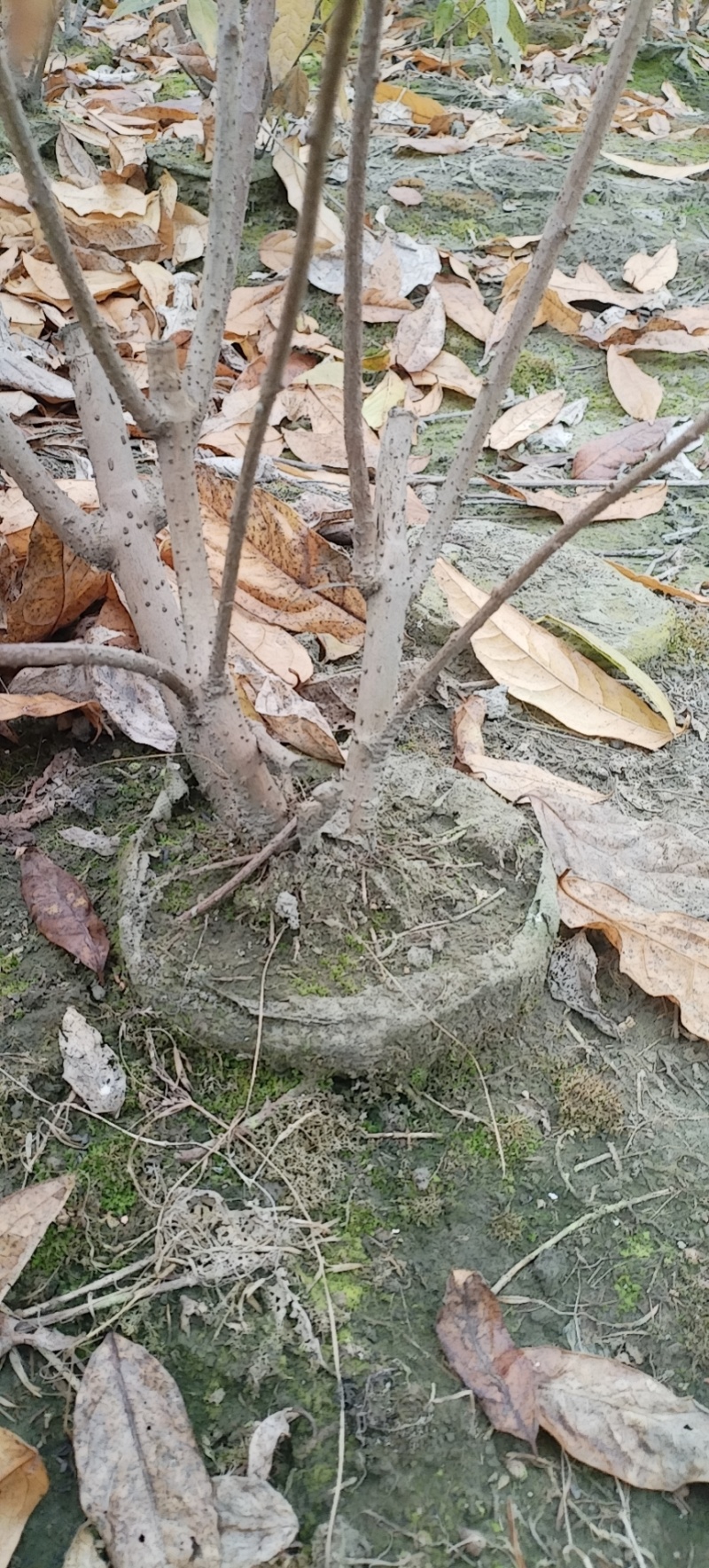 腊梅，成都丛生腊梅，成都腊梅种植户，腊梅笼子