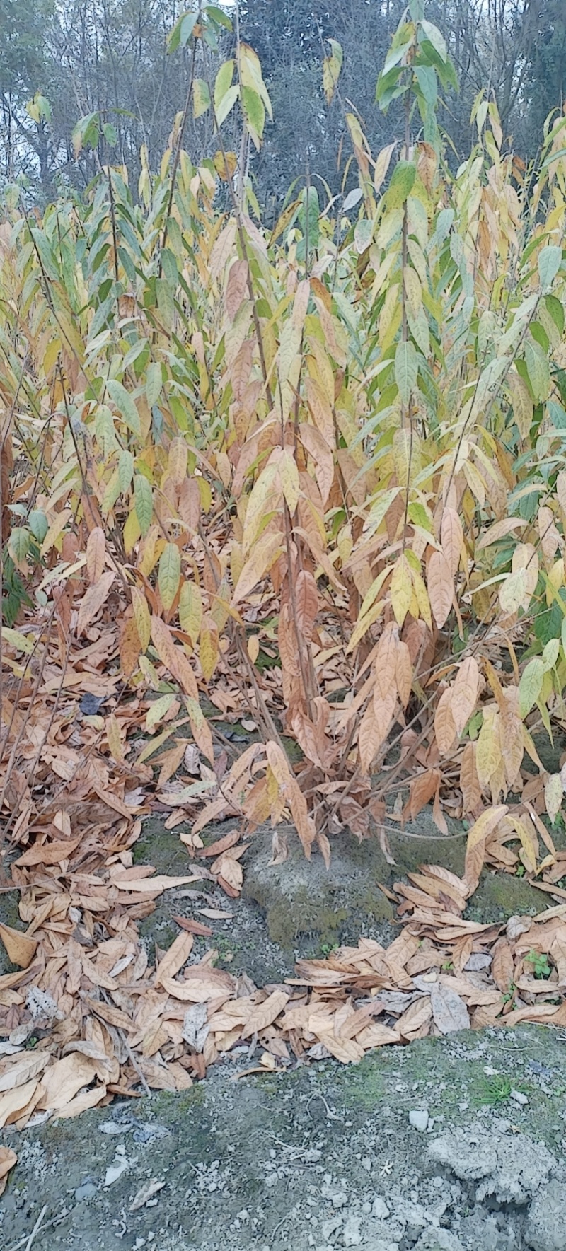 腊梅，成都丛生腊梅，成都腊梅种植户，腊梅笼子