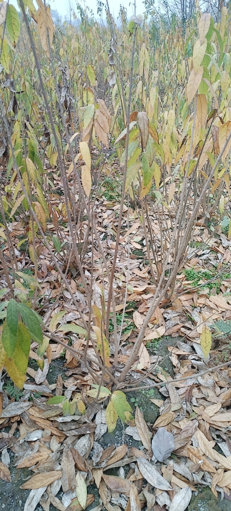 腊梅，成都丛生腊梅，成都腊梅种植户，腊梅笼子