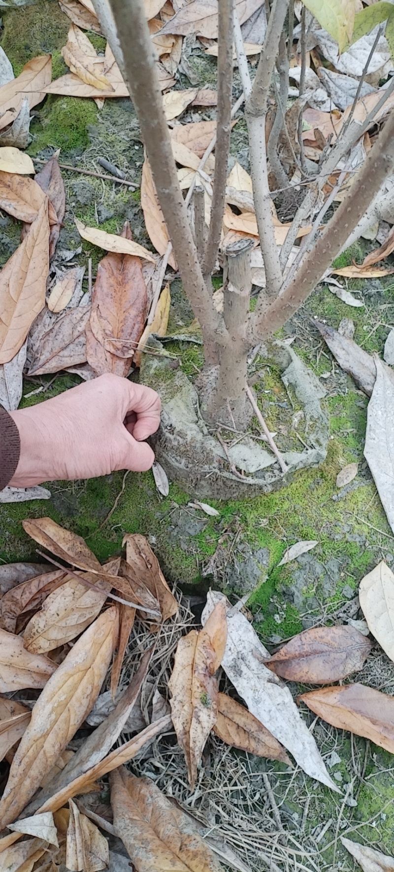 腊梅，成都丛生腊梅，成都腊梅种植户，腊梅笼子