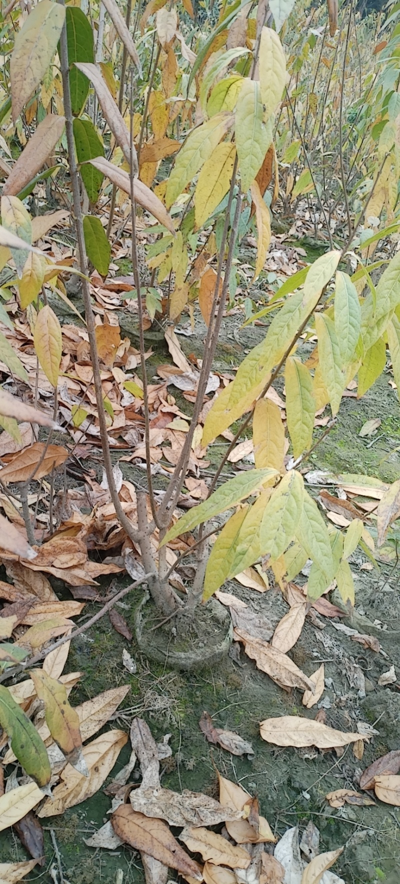 腊梅，成都丛生腊梅，成都腊梅种植户，腊梅笼子