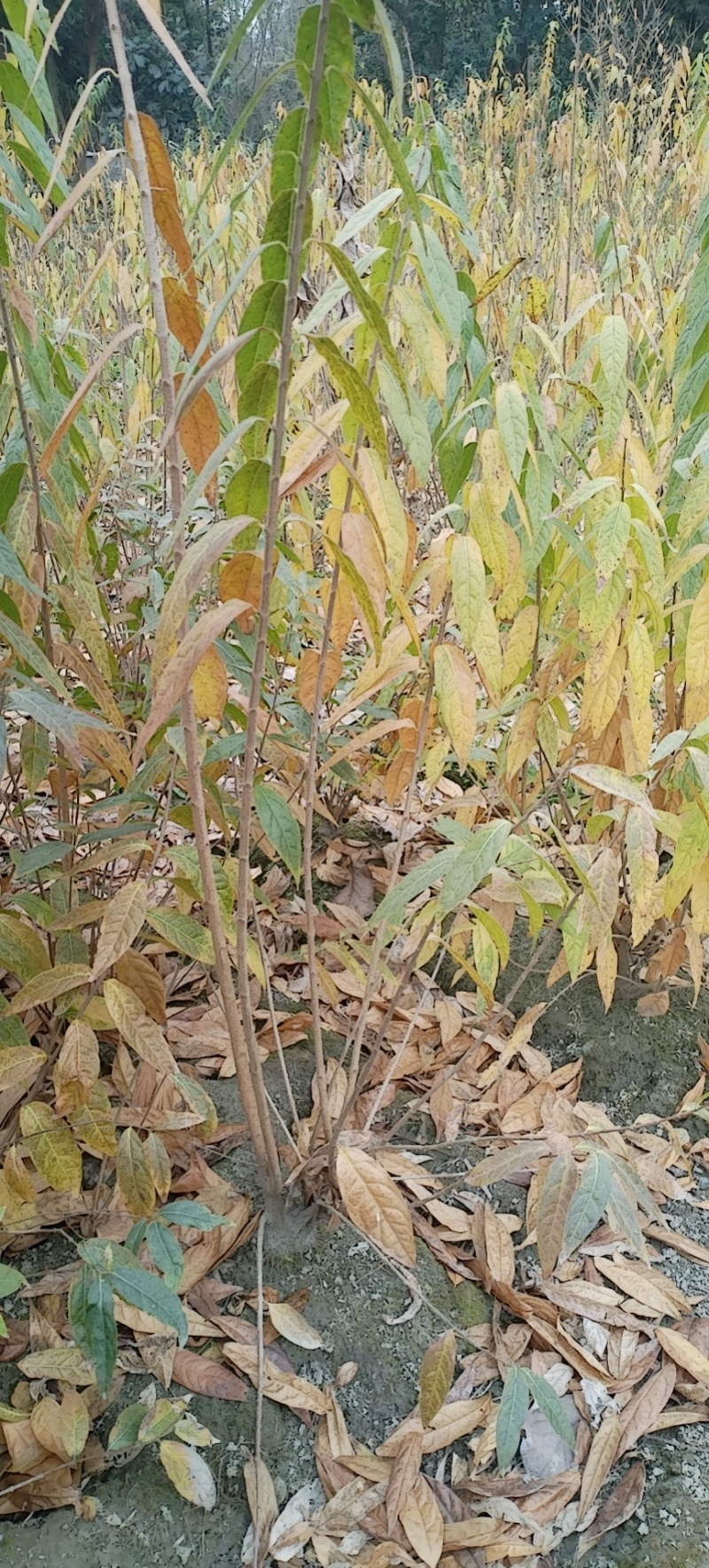 腊梅，成都丛生腊梅，成都腊梅种植户，腊梅笼子