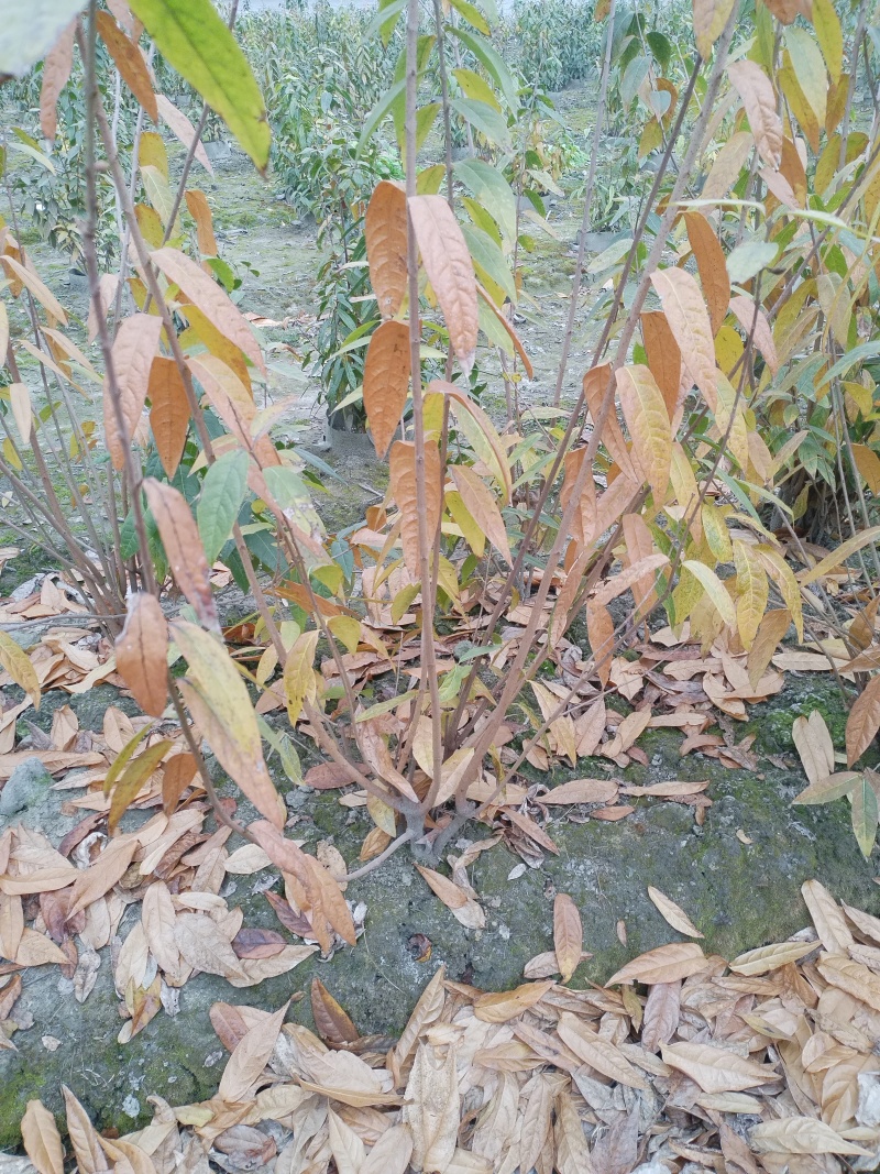 腊梅，成都丛生腊梅，成都腊梅种植户，腊梅笼子