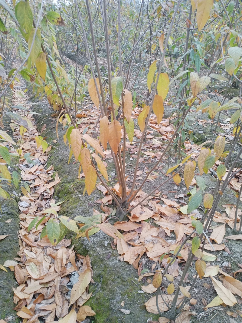 腊梅，成都丛生腊梅，成都腊梅种植户，腊梅笼子