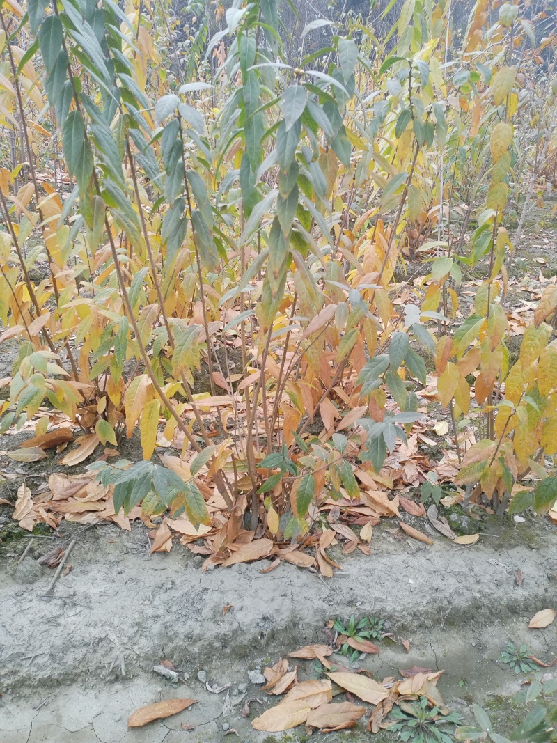 腊梅，成都丛生腊梅，成都腊梅种植户，腊梅笼子