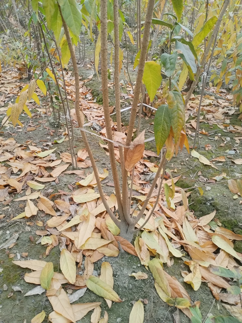 腊梅，成都丛生腊梅，成都腊梅种植户，腊梅笼子