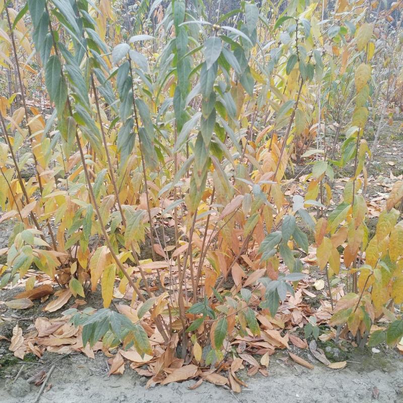 腊梅，成都丛生腊梅，成都腊梅种植户，腊梅笼子