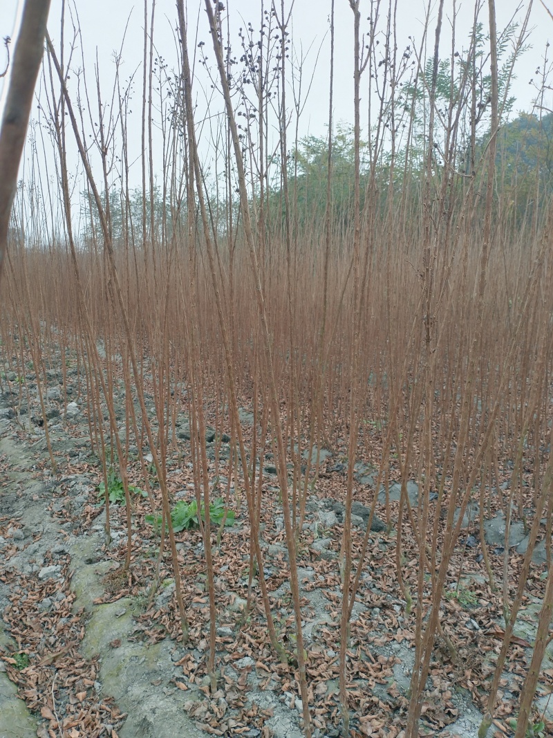 紫薇条子，成都紫薇条子，紫薇编织条子，单杆紫薇条子