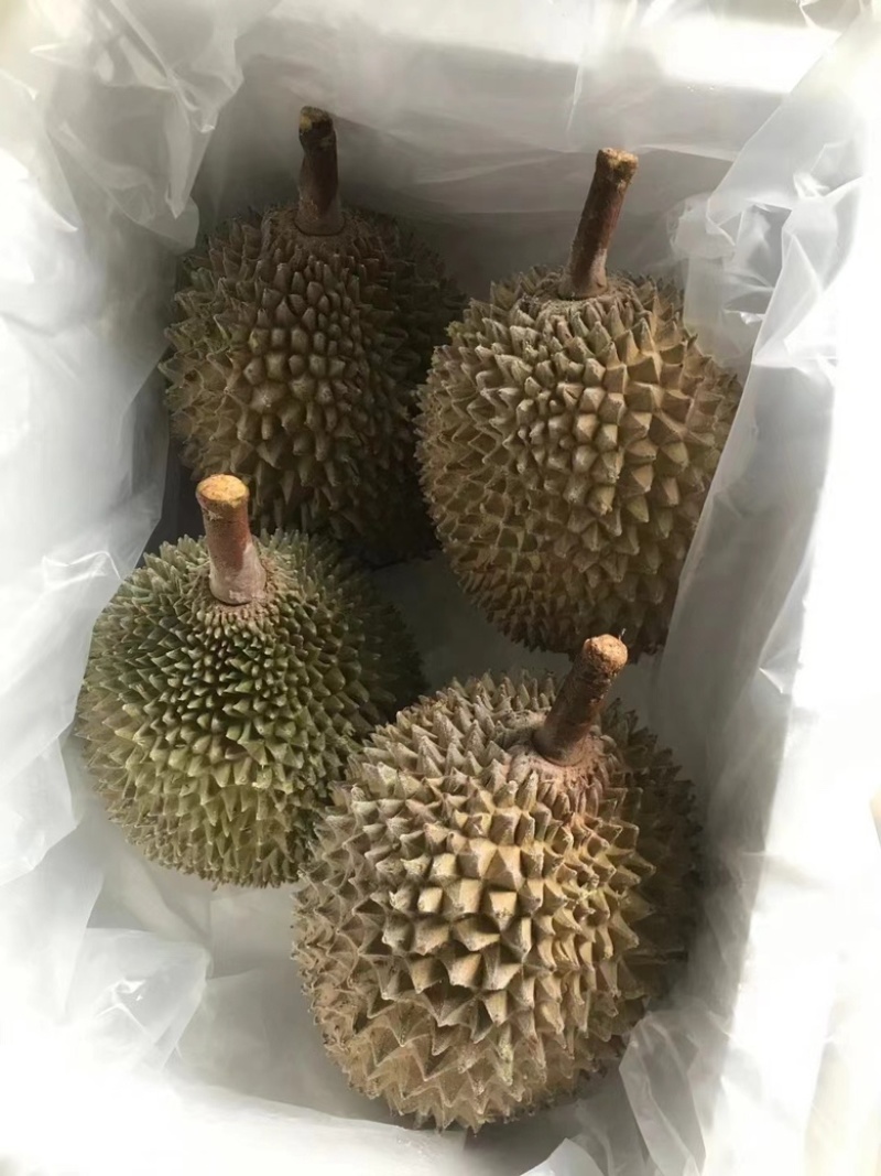 液氮马来西亚猫山王D197对接电商平台一手货源
