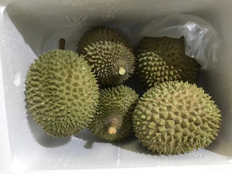 液氮马来西亚猫山王D197对接电商平台一手货源