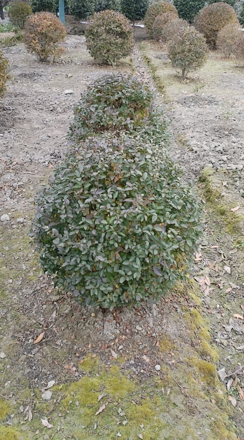 金叶女贞球，成都金叶女贞球种植户大量种植各种规格