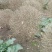 金叶女贞球，成都金叶女贞球种植户大量种植各种规格
