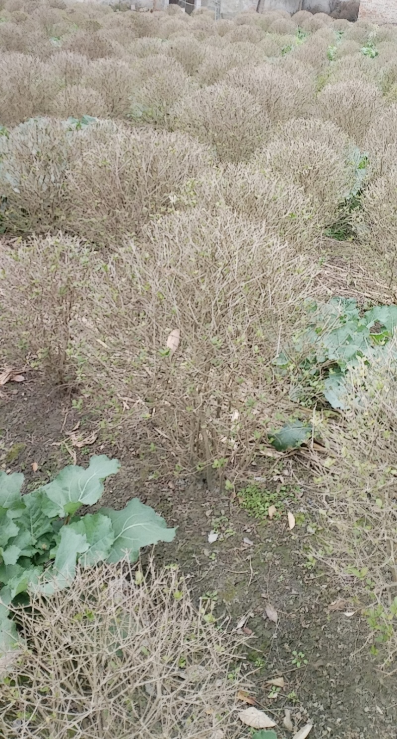 金叶女贞球，成都金叶女贞球种植户大量种植各种规格