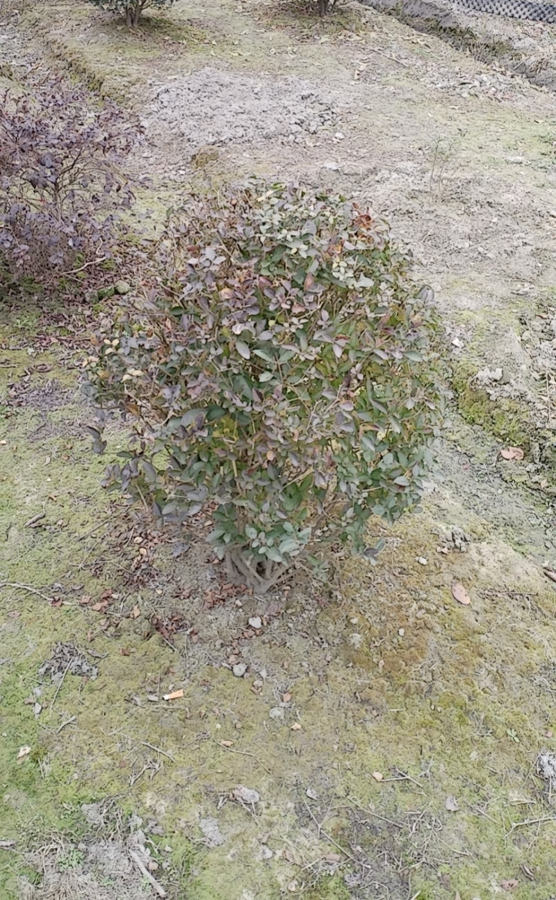 金叶女贞球，成都金叶女贞球种植户大量种植各种规格