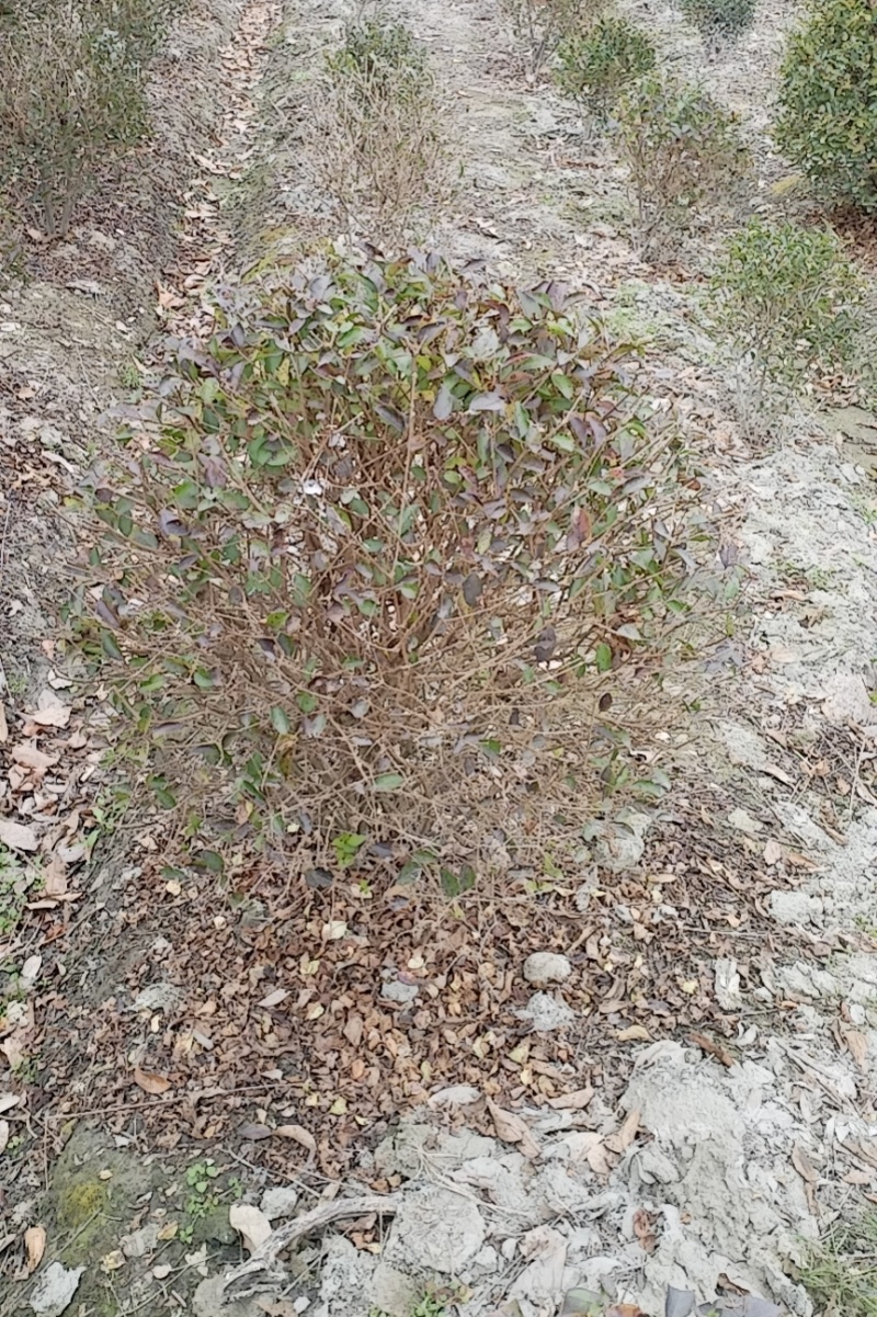 金叶女贞球，成都金叶女贞球种植户大量种植各种规格