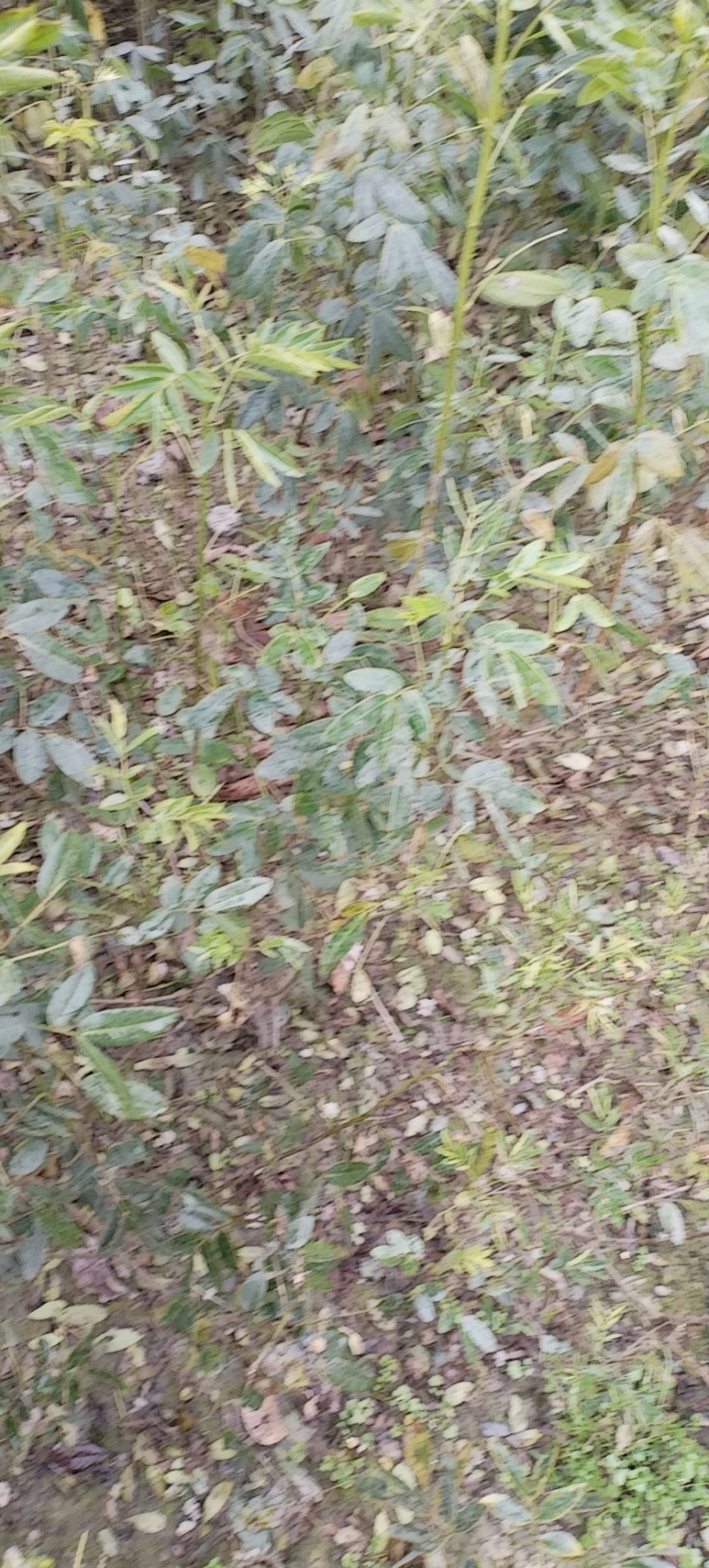 金叶女贞球，成都金叶女贞球种植户大量种植各种规格