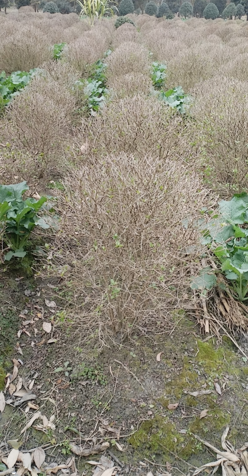 金叶女贞球，成都金叶女贞球种植户大量种植各种规格