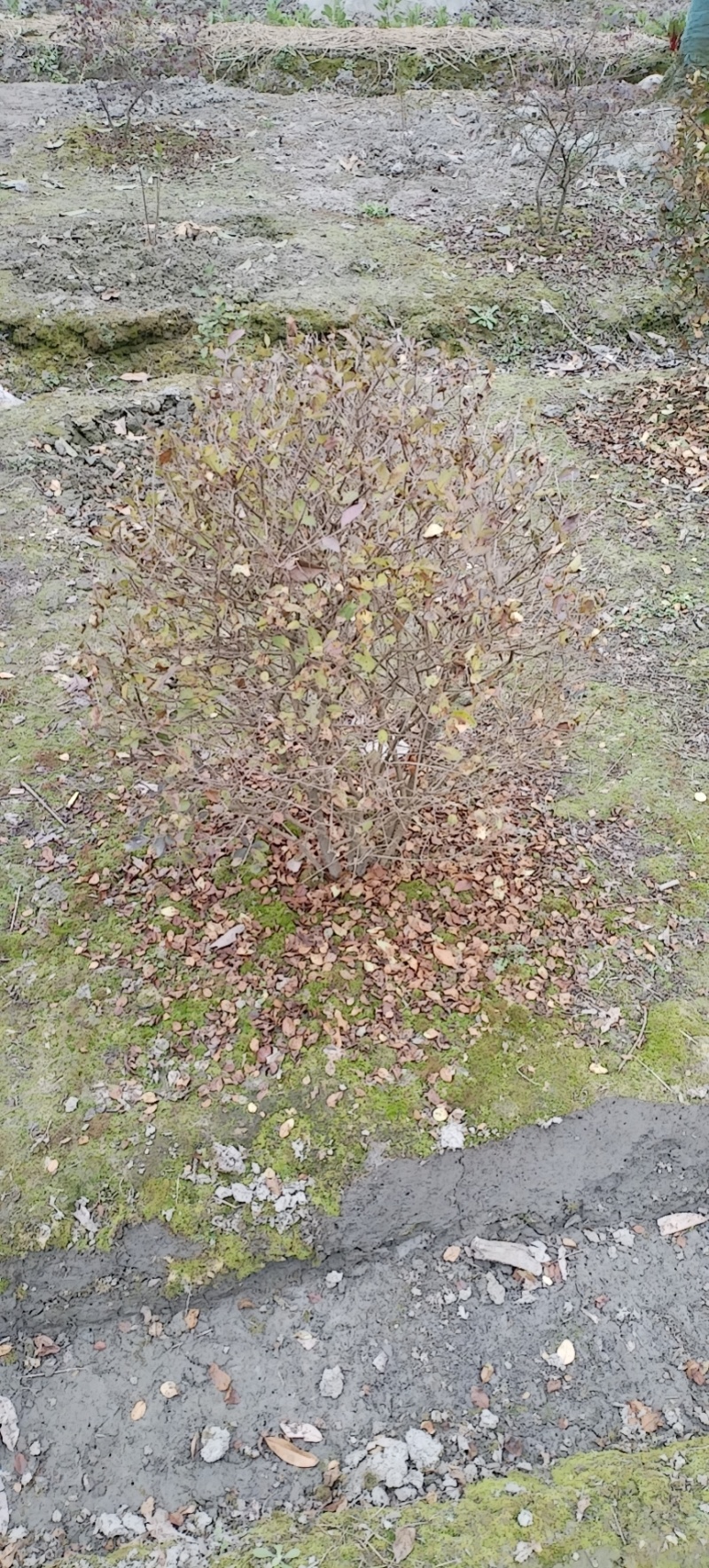 金叶女贞球，成都金叶女贞球种植户大量种植各种规格