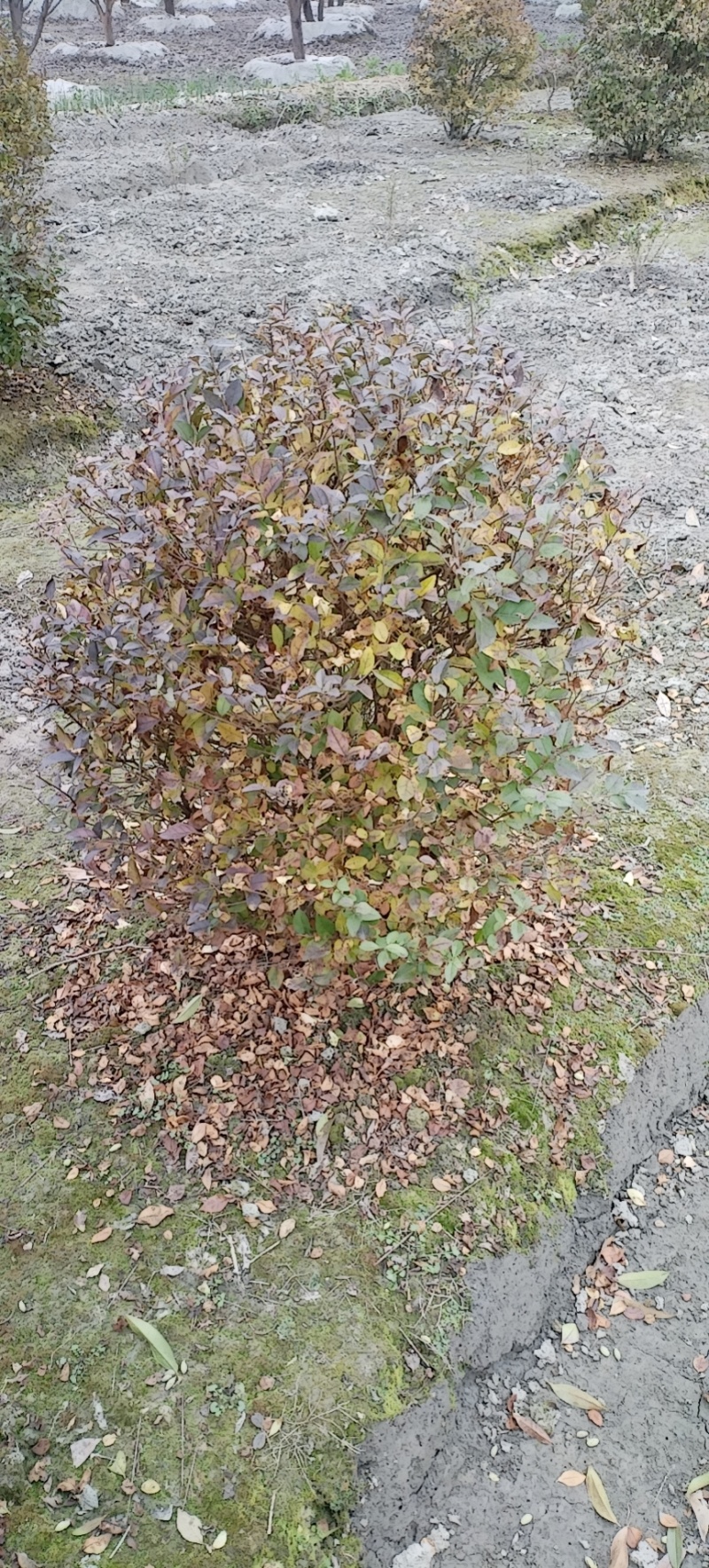 金叶女贞球，成都金叶女贞球种植户大量种植各种规格