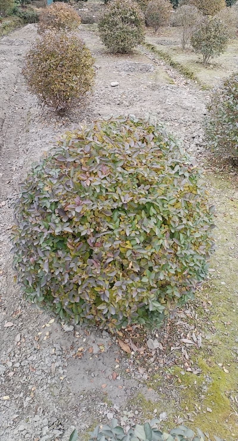 金叶女贞球，成都金叶女贞球种植户大量种植各种规格