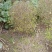 金叶女贞球，成都金叶女贞球种植户大量种植各种规格