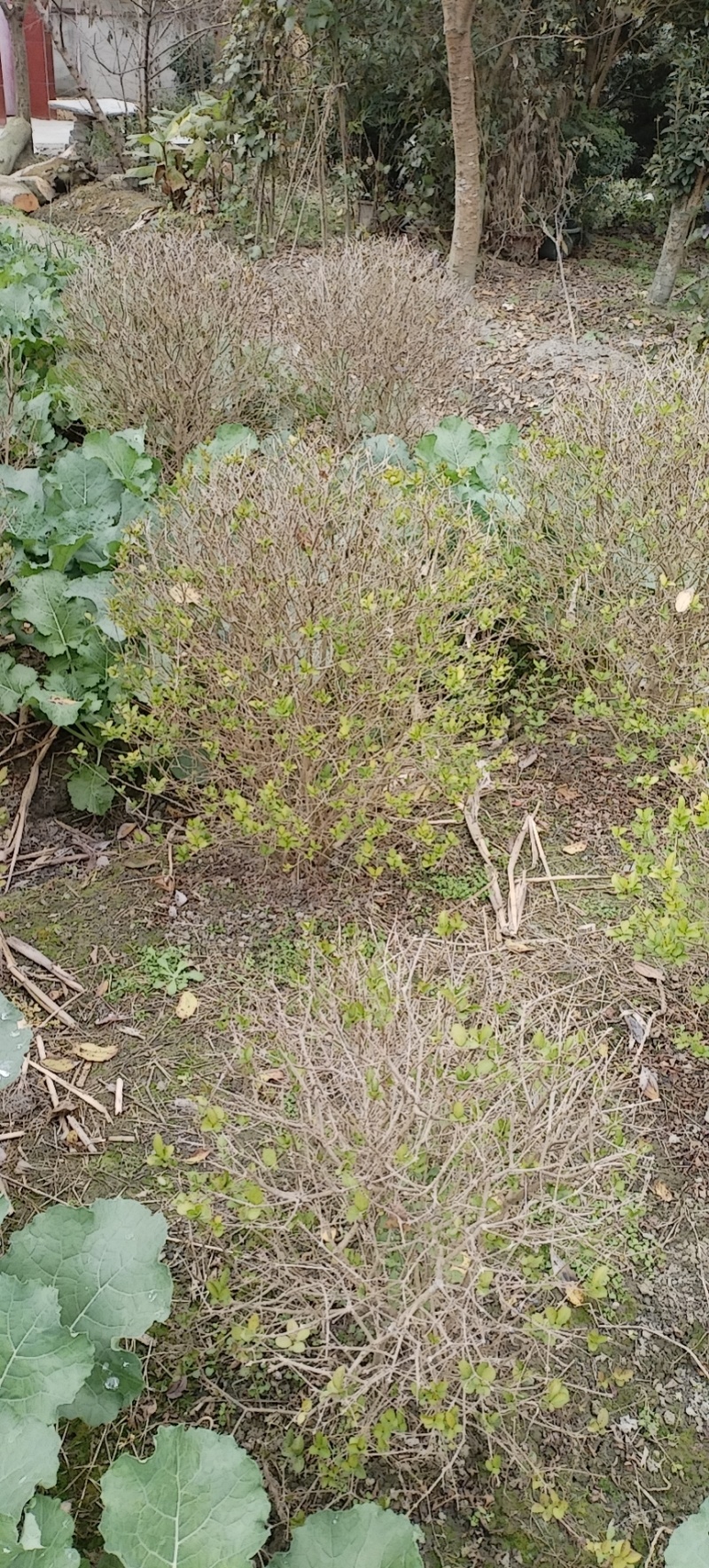 金叶女贞球，成都金叶女贞球种植户大量种植各种规格