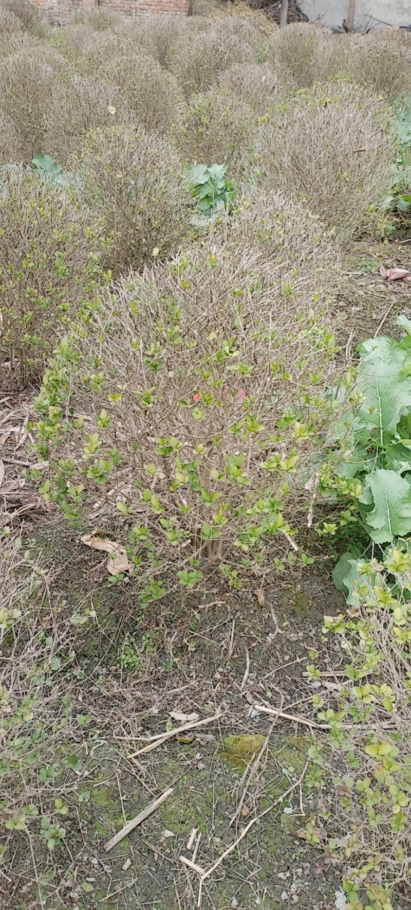 金叶女贞球，成都金叶女贞球种植户大量种植各种规格