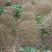 金叶女贞球，成都金叶女贞球种植户大量种植各种规格