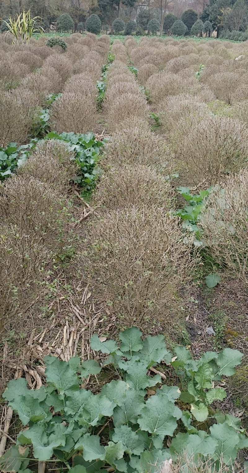 金叶女贞球，成都金叶女贞球种植户大量种植各种规格