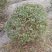 金叶女贞球，成都金叶女贞球种植户大量种植各种规格