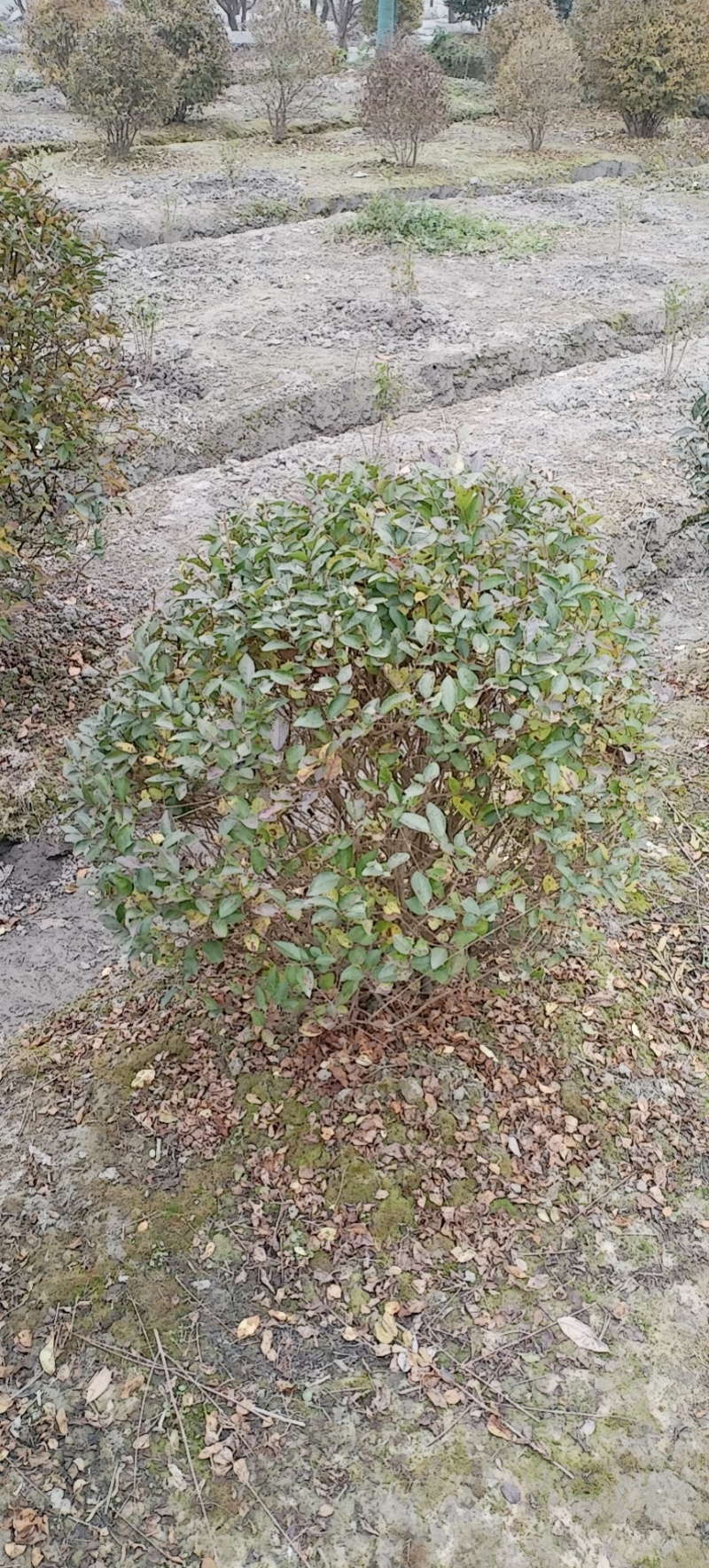金叶女贞球，成都金叶女贞球种植户大量种植各种规格
