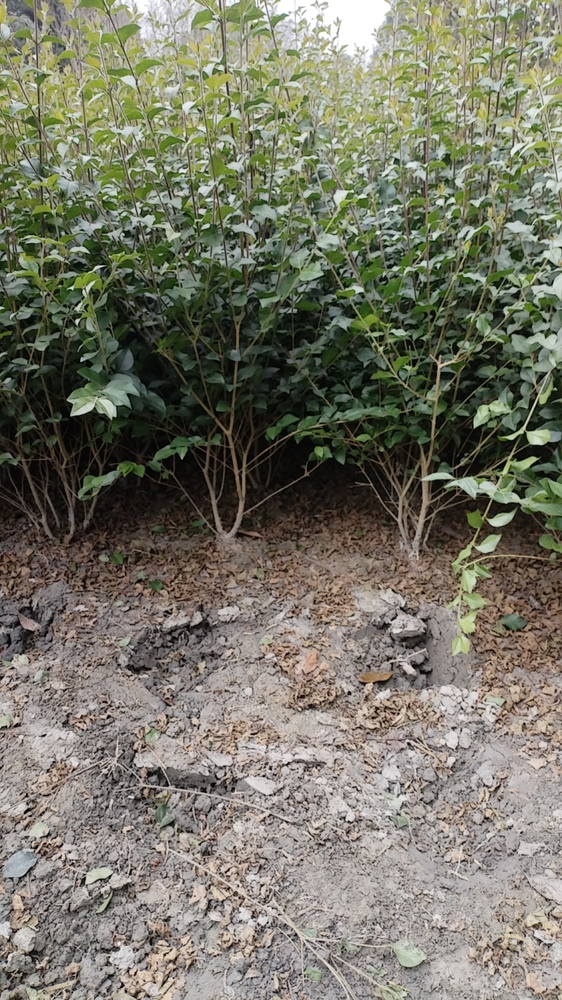 毛叶丁香毛球，成都毛叶丁香种植户自产自销毛叶丁香绿篱毛笼