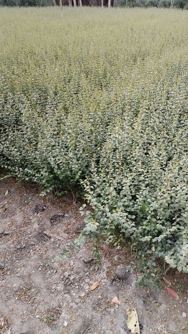 毛叶丁香毛球，成都毛叶丁香种植户自产自销毛叶丁香绿篱毛笼
