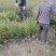 毛叶丁香毛球，成都毛叶丁香种植户自产自销毛叶丁香绿篱毛笼