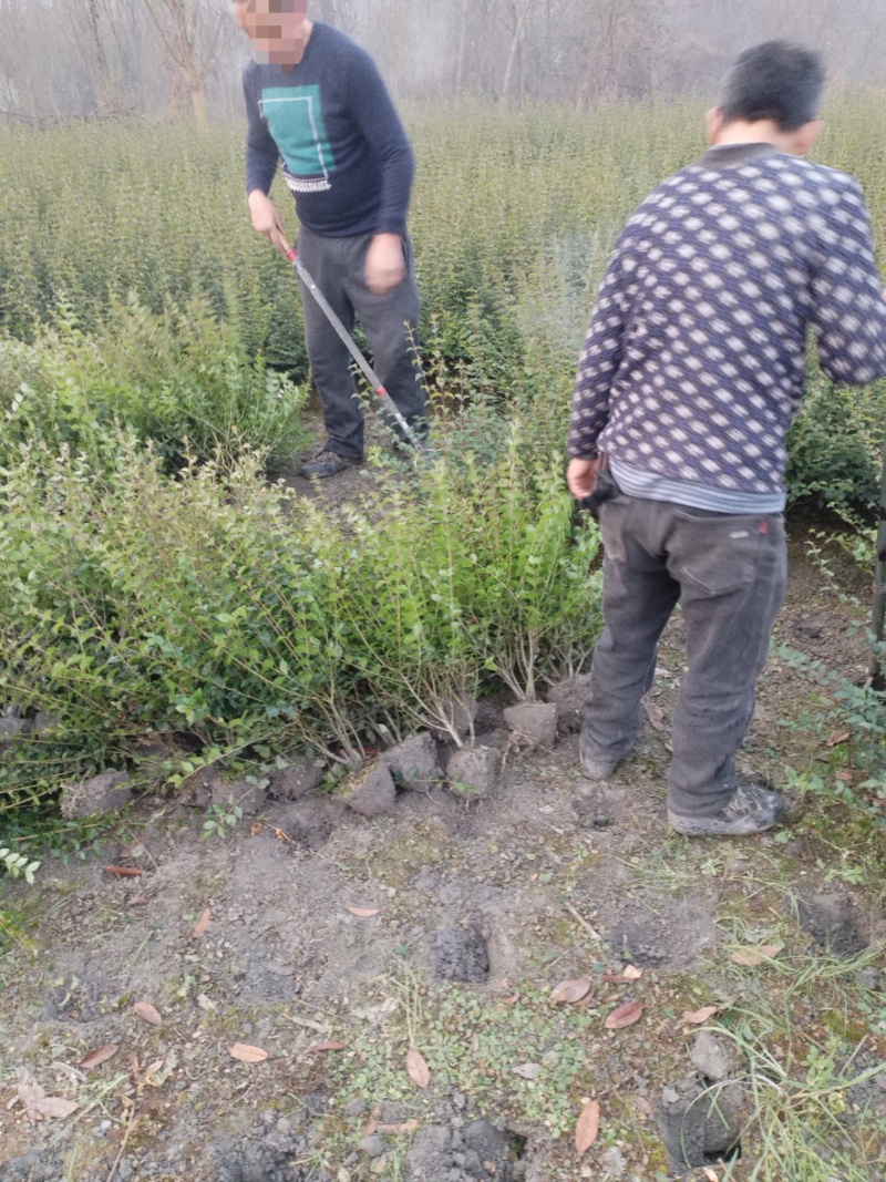 毛叶丁香毛球，成都毛叶丁香种植户自产自销毛叶丁香绿篱毛笼