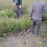 毛叶丁香毛球，成都毛叶丁香种植户自产自销毛叶丁香绿篱毛笼