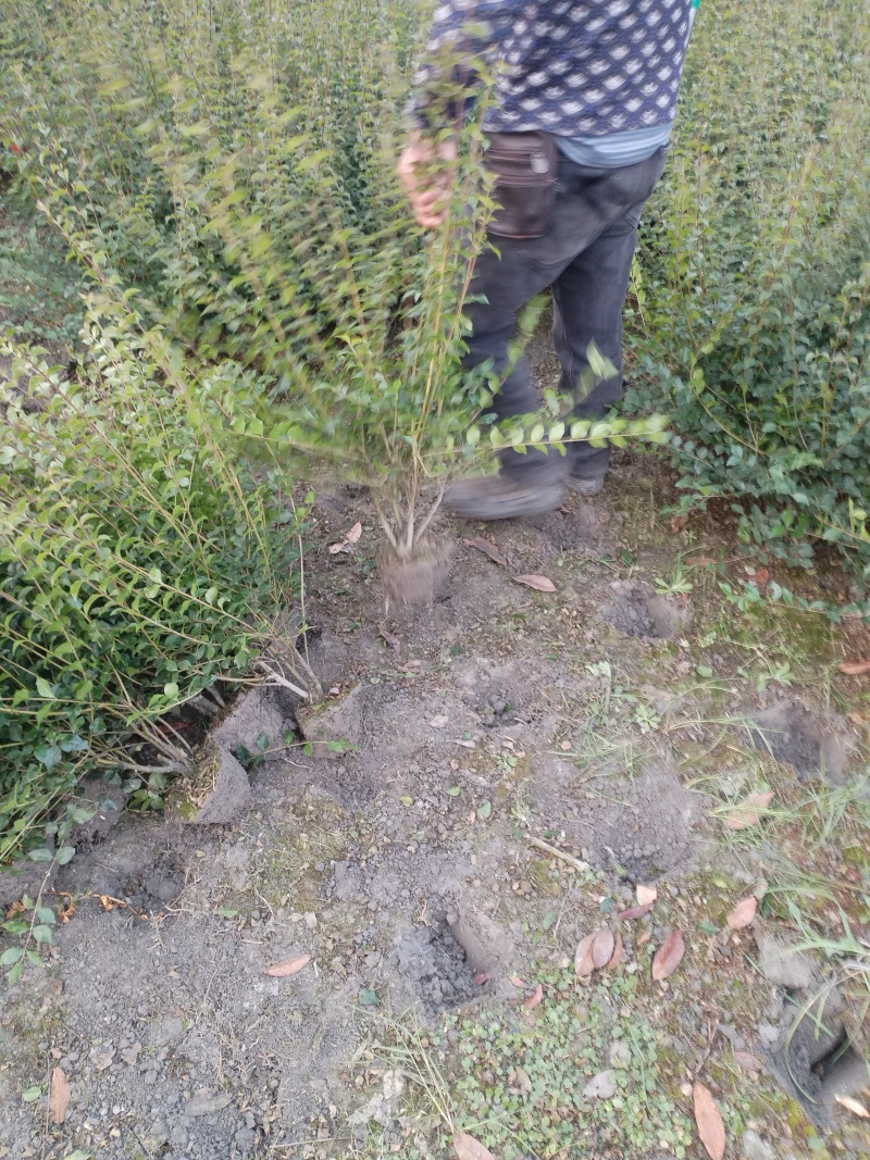 毛叶丁香毛球，成都毛叶丁香种植户自产自销毛叶丁香绿篱毛笼
