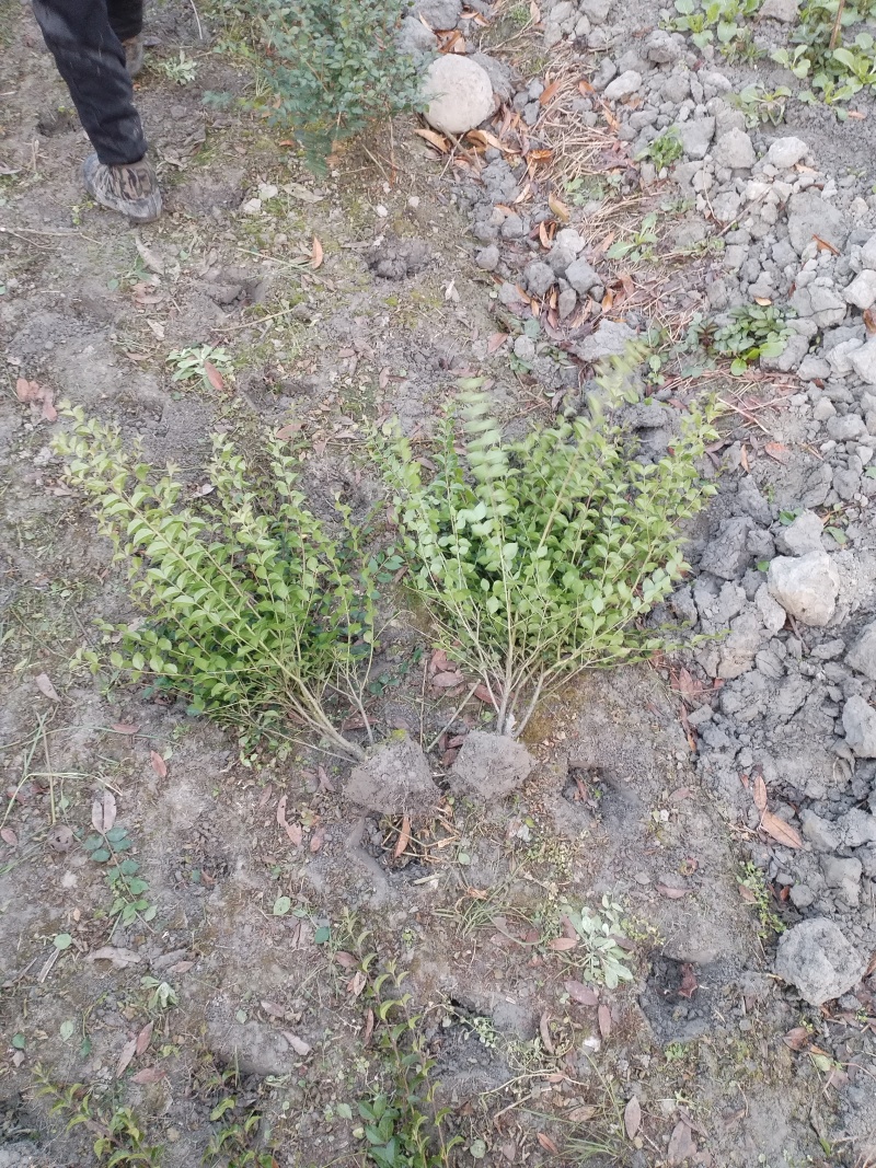 毛叶丁香毛球，成都毛叶丁香种植户自产自销毛叶丁香绿篱毛笼