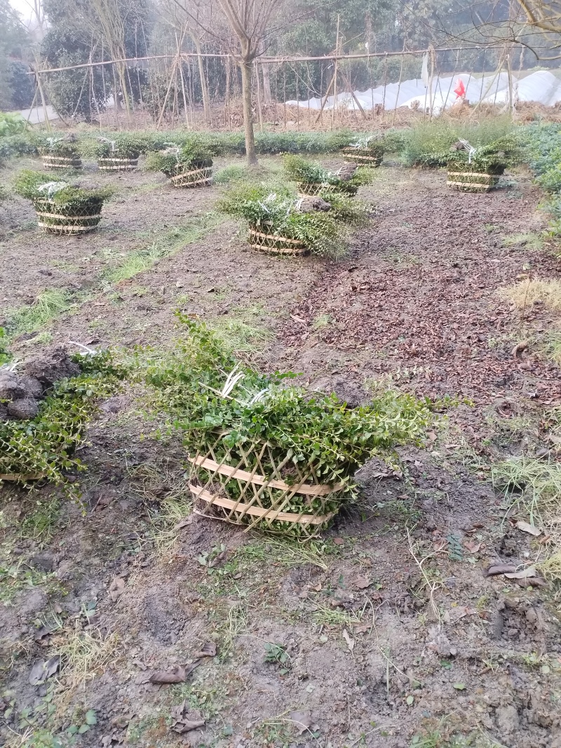 毛叶丁香毛球，成都毛叶丁香种植户自产自销毛叶丁香绿篱毛笼