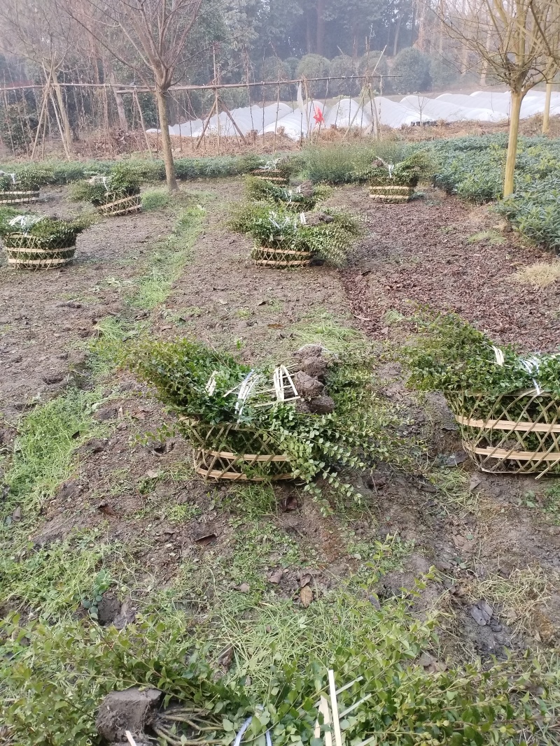 毛叶丁香毛球，成都毛叶丁香种植户自产自销毛叶丁香绿篱毛笼